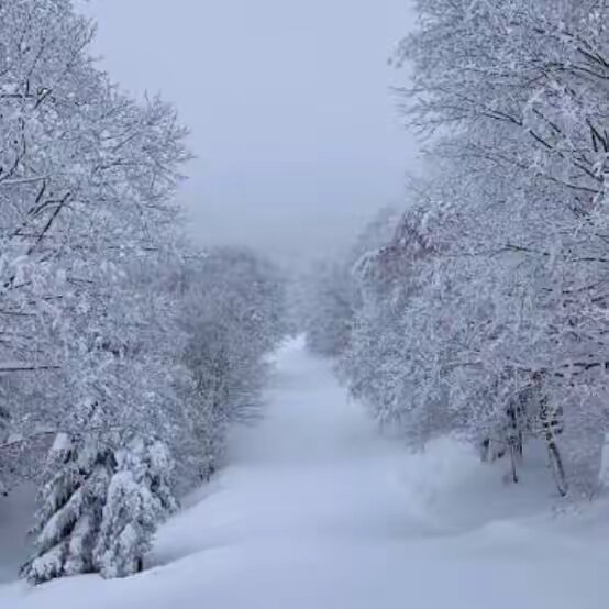 ❄️SECRET❄️